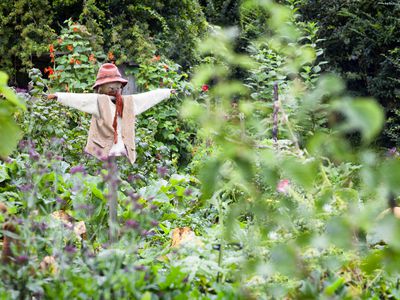 Scarecrow in a garden