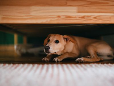 Scared Dog Is Hiding Under The Bed At Home