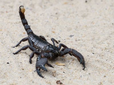 scorpion in sand