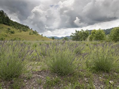 lavendar farm