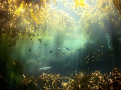 Seagrass and fish in water, Santa Cruz Island, California, USA