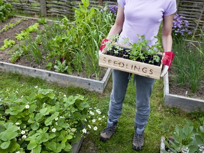 Seedlings in Vegetable Garden