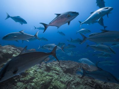 Amberjacks (Seriola dummerili and S. rivoliana) are highly valued fisheries species that were abundant in the Selvagens