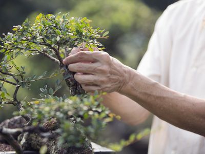 Senior man's hands tending to Bonsai tree