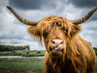 shaggy brown Highland cow licks nose out in field