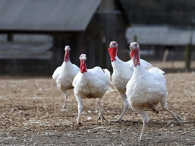 SONOMA, CA - NOVEMBER 26: With less than one week before Thanksgiving, turkeys roam at the Willie Bird Turkey Farm November 26, 2013 in Sonoma, California. An estimated forty six million turkeys are cooked and eaten during Thanksgiving meals in the United States.