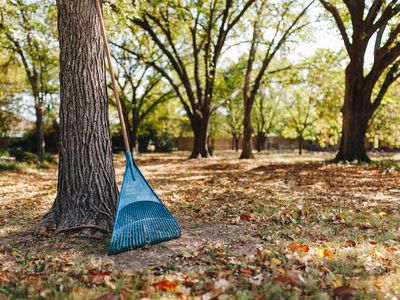 hero shot of rake in big yard with leaves