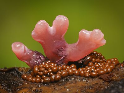 slime mold and fungi photography by Alison Pollack