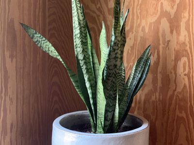 snake plant houseplant in grey pot against wooden wall in house