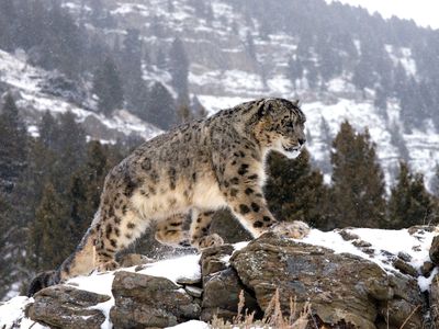 Snow Leopard