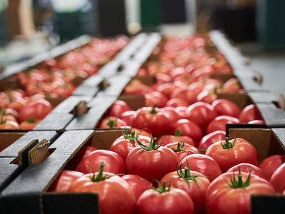 Sorted fresh vegetables laid out in even rows