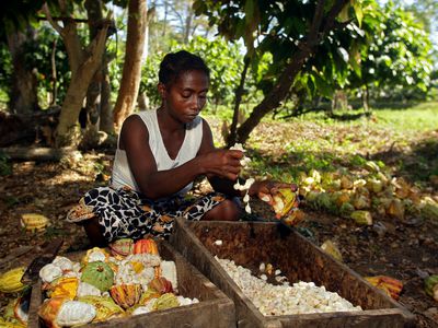 sorting cocoa beans