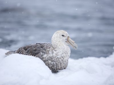 South polar skua, Stercorarius maccormicki, resting in the snow