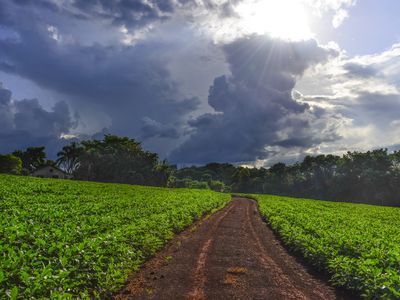 Soybean fields