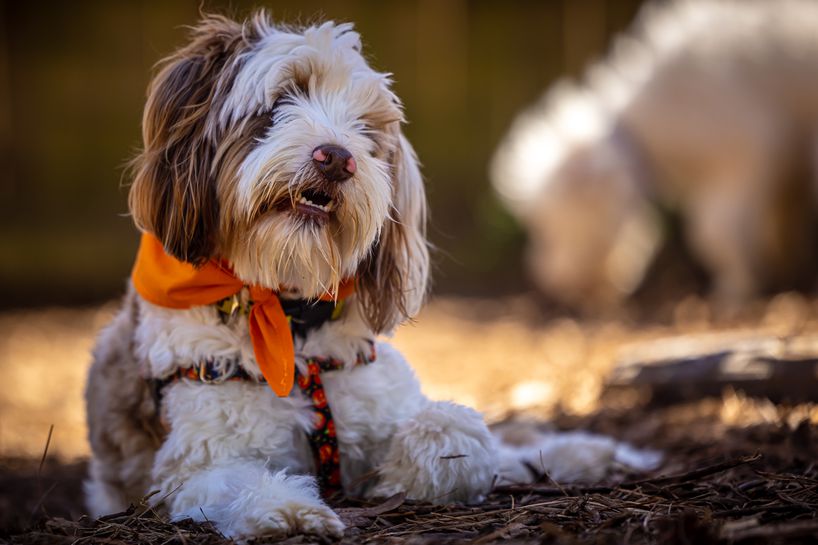 blind and deaf Aussiedoodle Truvy