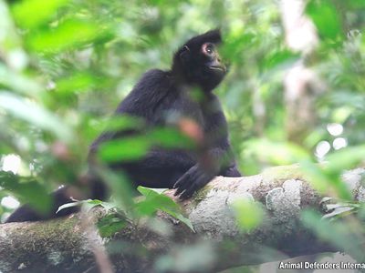 spider monkey in tree