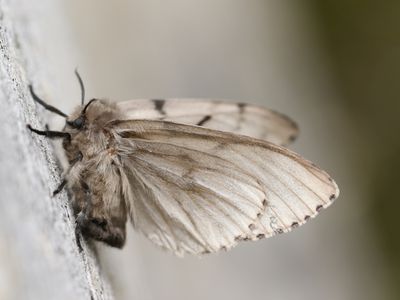 spongy moth or Lymantria dispar