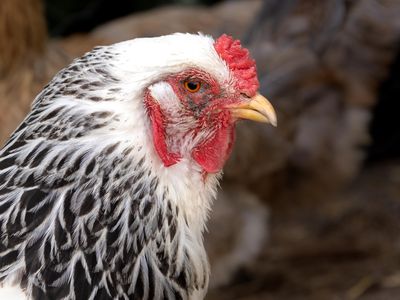 profile view of chicken with red wattle and black and white feathers