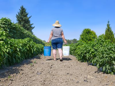 Woman in straw hat carries two gallon buckets down garden rows outside