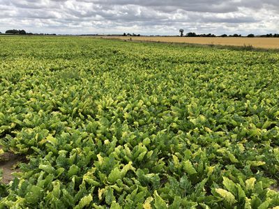 sugar beet fields in Cambridgeshire, England