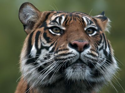 Sumatran tiger portrait