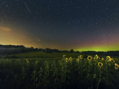 sunflowers at midnight