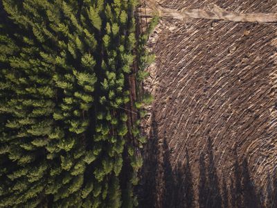 Clear-cut forests