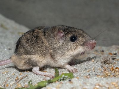 An adorable tiny mouse eating some seeds