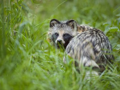 A tanuki standing in a field of tall grass looks over its shoulder