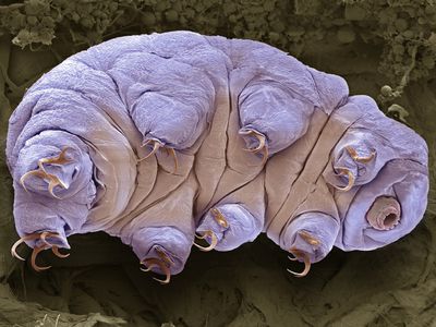 tardigrade, also known as water bear