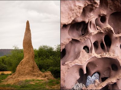 Termite mound in Waterberg, Namibia / detail of the egress complex