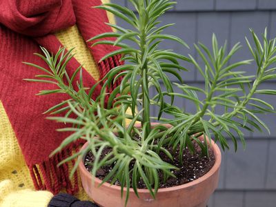 woman in winter clothes brings in outside plants during fall to protect them