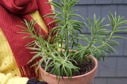 woman in winter clothes brings in outside plants during fall to protect them