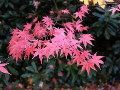 red maple leaves in stark silhouette to dark green leaves in background