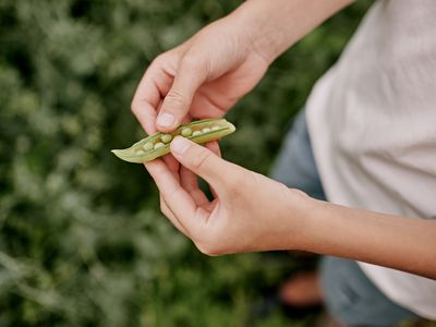 The boy is holding green peas in his hands.