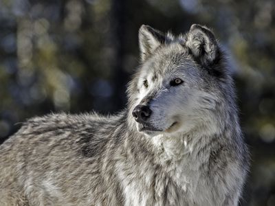 The gray wolf or grey wolf 