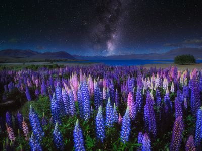 The Milky Way and lupins field near the Church of the Good Shepherd near Lake Tekapo, on New Zealand's South Island.