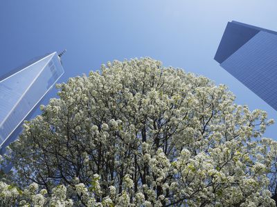 The Survivor Tree blossoms in full bloom at 911