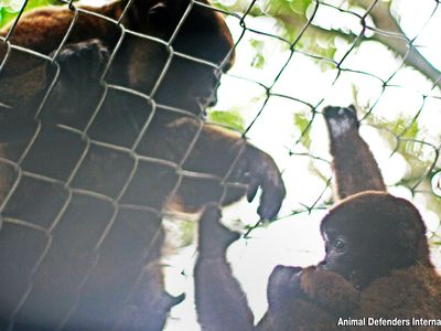 monkeys holding hands