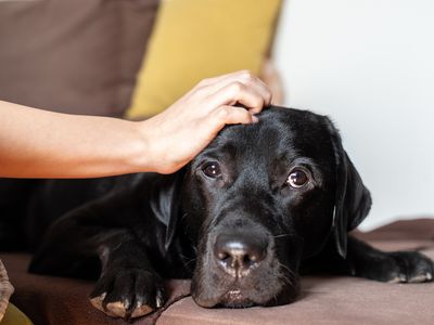 dog stares at camera, annoyed, while persons hand pets them on head