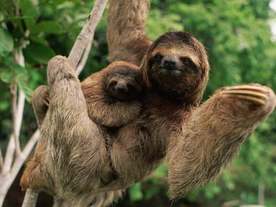 Three-Toed Tree Sloth With Young