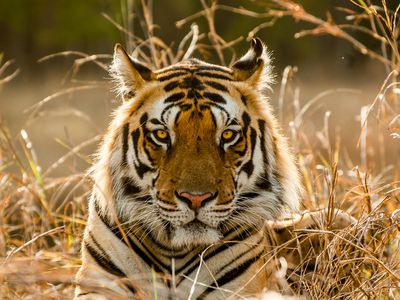 Tiger in tall grass