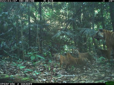 tiger and four cubs in Malaysia