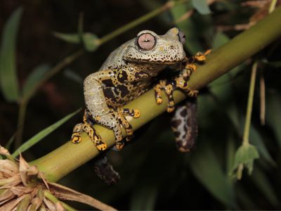 A large, colorful frog holds on to a branch