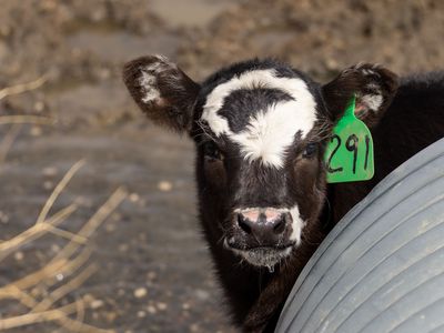 black and white cow with ear tag peeks out from metal silo