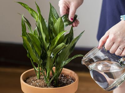 touching plant leaves while watering