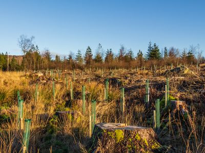 baby trees in a Scottish field