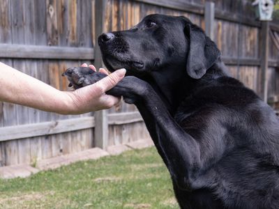 older black lab dog "shakes" hands with owner outside in backyard