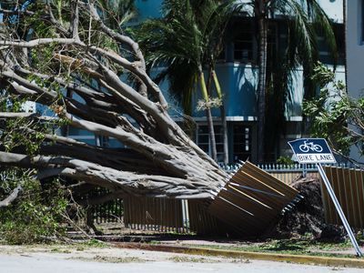 Tropical Tree Toppled in Hurricane Irma Miami