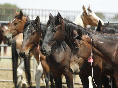 Wild horses in a BLM holding facility in Utah